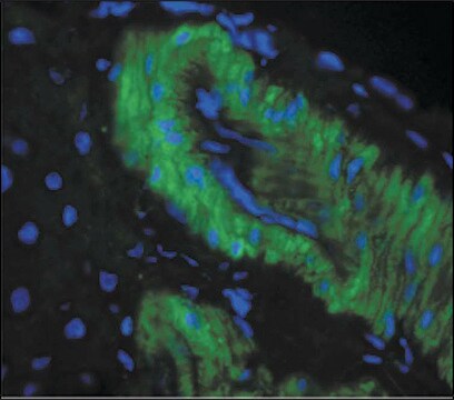 Monoclonal Anti-Nitrotyrosine antibody produced in mouse clone 39B6, 1&#160;mg/mL, purified immunoglobulin