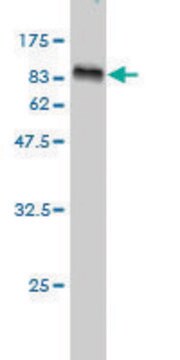 Monoclonal Anti-NTRK2 antibody produced in mouse clone 3D12, purified immunoglobulin, buffered aqueous solution