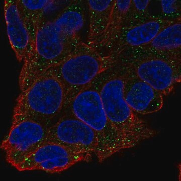 Anti-F11 antibody produced in rabbit Prestige Antibodies&#174; Powered by Atlas Antibodies, affinity isolated antibody