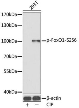 Anti-Phospho-FoxO1-S256 antibody produced in rabbit