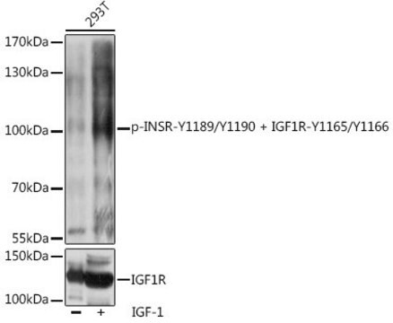 Anti-Phospho-INSR-Y1189/Y1190 + IGF1R-Y1165/Y1166 antibody produced in rabbit