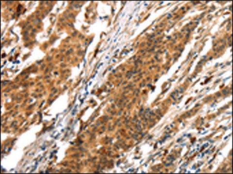 Anti-BCLAF1 affinity isolated antibody