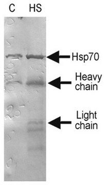 Anti-Hsp70/Hsp72 Antibody, clone 2H9 clone 2H9, from mouse