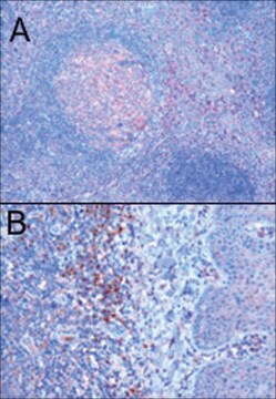 Anti-TRIM5/RNF88 antibody produced in goat affinity isolated antibody, buffered aqueous solution