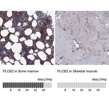 Anti-PLCB2 antibody produced in rabbit Prestige Antibodies&#174; Powered by Atlas Antibodies, affinity isolated antibody, buffered aqueous glycerol solution