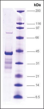 p53 (1-81), wild type, GST tagged human recombinant, expressed in E. coli, &#8805;80% (SDS-PAGE)