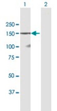 Anti-DSG1 antibody produced in mouse purified immunoglobulin, buffered aqueous solution