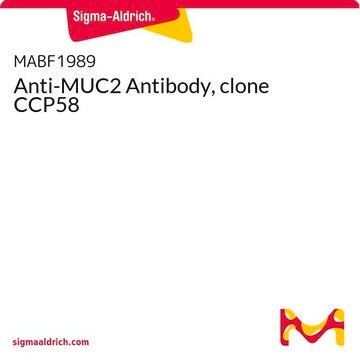 Anti-MUC2 Antibody, clone CCP58