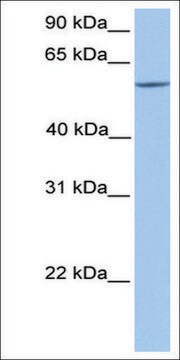 Anti-ERF antibody produced in rabbit affinity isolated antibody