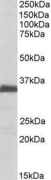 Anti-EFNB2 antibody produced in goat affinity isolated antibody, buffered aqueous solution