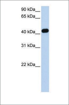 Anti-CKMT2 antibody produced in rabbit affinity isolated antibody