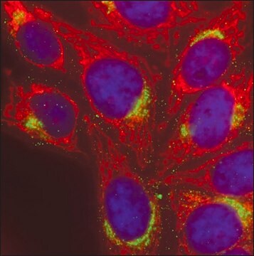 Anti-Guinea Pig IgG (H+L), CF&#8482; 568 antibody produced in goat ~2&#160;mg/mL, affinity isolated antibody