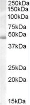 Anti-Actin-like 7B (AB1) antibody produced in goat affinity isolated antibody, buffered aqueous solution