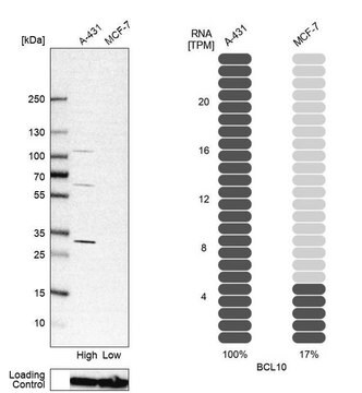 Anti-BCL10 antibody produced in rabbit Prestige Antibodies&#174; Powered by Atlas Antibodies, affinity isolated antibody, buffered aqueous glycerol solution