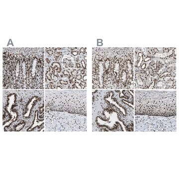 Anti-NUMA1 antibody produced in rabbit Prestige Antibodies&#174; Powered by Atlas Antibodies, affinity isolated antibody, buffered aqueous glycerol solution, Ab1