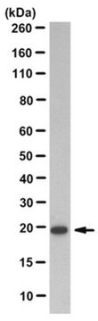 Anti-ATF-3 Antibody, clone 13A5.1 clone 13A5.1, from human(Recombinant)