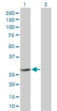 Anti-FCER1A antibody produced in rabbit purified immunoglobulin, buffered aqueous solution