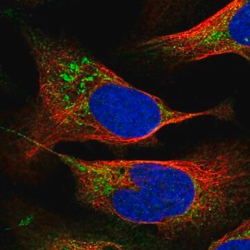 Anti-PTPMT1 antibody produced in rabbit Prestige Antibodies&#174; Powered by Atlas Antibodies, affinity isolated antibody