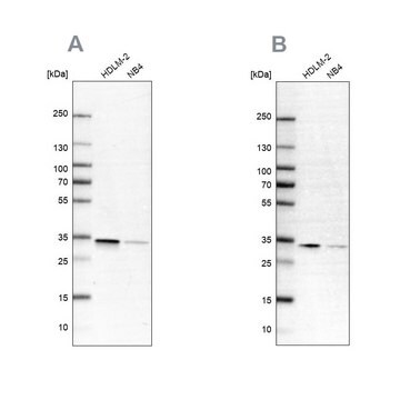 Anti-SFXN1 antibody produced in rabbit Prestige Antibodies&#174; Powered by Atlas Antibodies, affinity isolated antibody