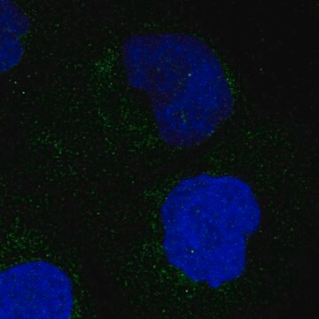 Anti-MARC1 antibody produced in rabbit Prestige Antibodies&#174; Powered by Atlas Antibodies, affinity isolated antibody, buffered aqueous glycerol solution