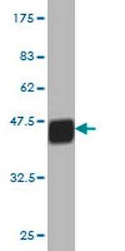 Anti-APLN Mouse mAb (2A1-2D5) liquid, clone 2A1-2D5, Calbiochem&#174;