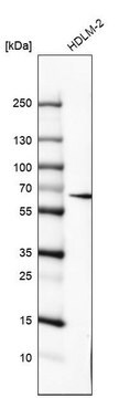 Monoclonal Anti-IL10RA antibody produced in mouse Prestige Antibodies&#174; Powered by Atlas Antibodies, clone CL8203, purified immunoglobulin, buffered aqueous glycerol solution