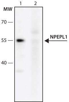 Anti-NPEPL1 (138-150) antibody produced in rabbit IgG fraction of antiserum