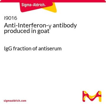 Anti-Interferon-&#947; antibody produced in goat IgG fraction of antiserum