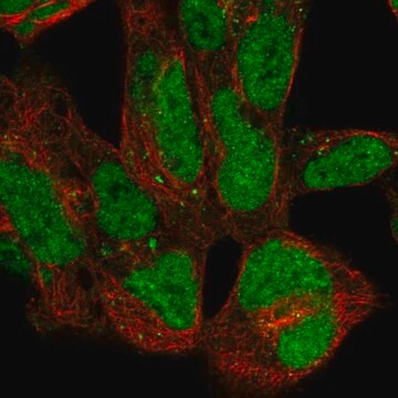 Anti-ZNF143 antibody produced in rabbit Prestige Antibodies&#174; Powered by Atlas Antibodies, affinity isolated antibody