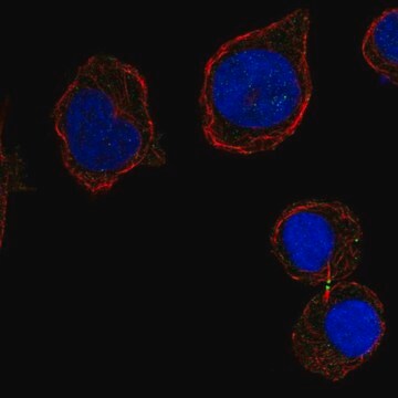 Anti-CD226 antibody produced in rabbit Prestige Antibodies&#174; Powered by Atlas Antibodies, affinity isolated antibody