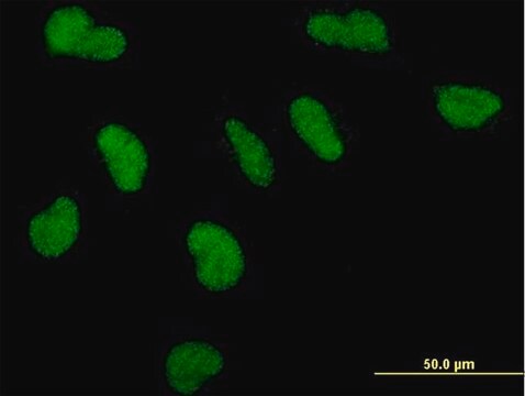 Monoclonal Anti-PPARBP antibody produced in mouse clone 2A2, purified immunoglobulin, buffered aqueous solution