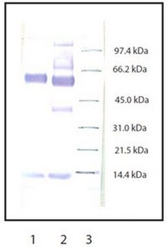 Anti-Myeloperoxidase Rabbit pAb liquid, Calbiochem&#174;