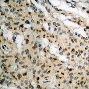 Anti-phospho-Lamin A/C (pSer392) antibody produced in rabbit affinity isolated antibody