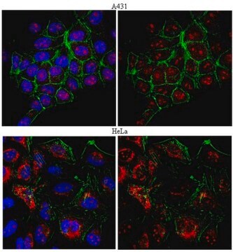 Anti-RAD51 Antibody from rabbit, purified by affinity chromatography