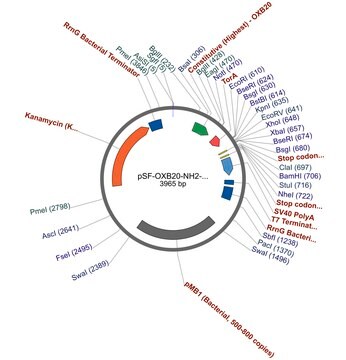 PSF-OXB20-NH2-TORA - TORA SECRETION PLASMID plasmid vector for molecular cloning