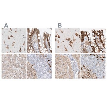 Anti-LRRC59 antibody produced in rabbit Prestige Antibodies&#174; Powered by Atlas Antibodies, affinity isolated antibody, buffered aqueous glycerol solution