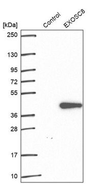 Anti-EXOSC8 antibody produced in rabbit Prestige Antibodies&#174; Powered by Atlas Antibodies, affinity isolated antibody, buffered aqueous glycerol solution