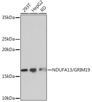 Anti-NDUFA13/GRIM19 Antibody, clone 7D1Z6, Rabbit Monoclonal