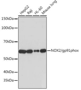 Anti-NOX2/gp91phox Antibody, clone 2Y8W3, Rabbit Monoclonal