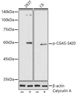 Anti-Phospho-CGAS-S420 antibody produced in rabbit