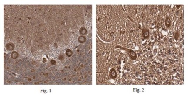 Anti-Neuropeptide S Receptor Antibody from rabbit, purified by affinity chromatography