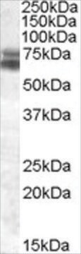 Anti-BMAL1/ARNTL antibody produced in goat affinity isolated antibody, buffered aqueous solution