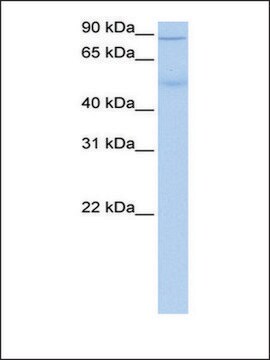 Anti-ALDH1L1 antibody produced in rabbit affinity isolated antibody