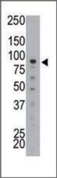 Anti-MTMR2 (N-term) antibody produced in rabbit IgG fraction of antiserum, buffered aqueous solution