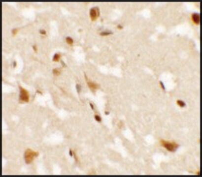 Anti-AIG1 antibody produced in rabbit affinity isolated antibody