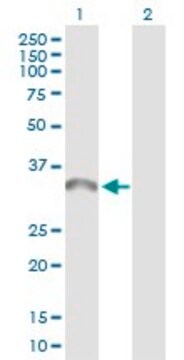 Anti-TICAM2 antibody produced in rabbit purified immunoglobulin, buffered aqueous solution