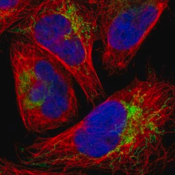 Anti-FBXL12 antibody produced in rabbit Prestige Antibodies&#174; Powered by Atlas Antibodies, affinity isolated antibody