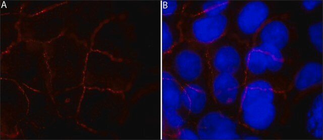 Monoclonal Anti-PLEKHA7 antibody produced in mouse clone PLK7, purified from hybridoma cell culture