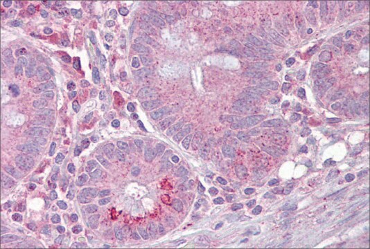 Anti-SLC13A2 antibody produced in rabbit affinity isolated antibody