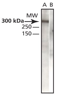 Anti-CENP-E antibody produced in rabbit IgG fraction of antiserum, buffered aqueous solution